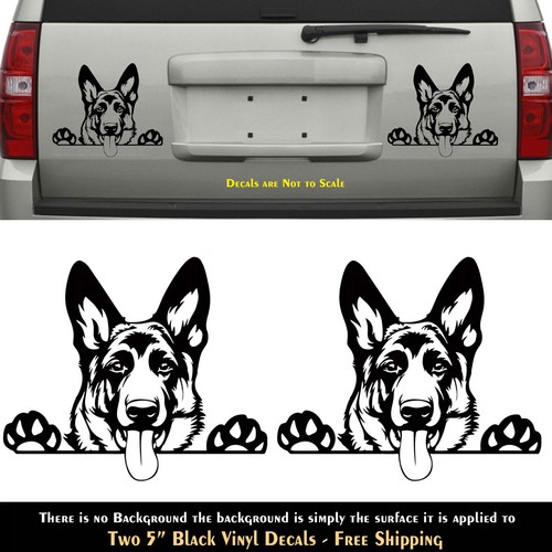 German shepherd black - 2,